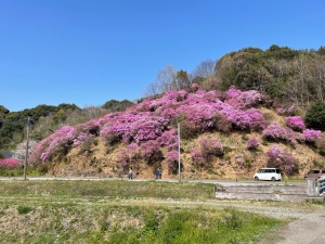 庄出つつじ山R7.4