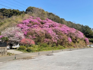 庄出つつじ山R7.4②