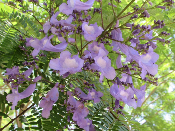 ジャカランダの開花