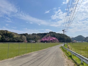 庄手つつじ山R8.3